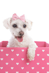 Image showing Pretty dog in a pink heart box