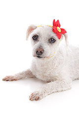 Image showing Small white dog lying down resting