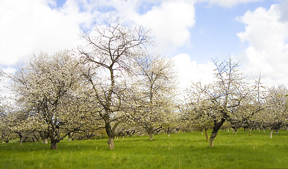 Image showing sakura garden