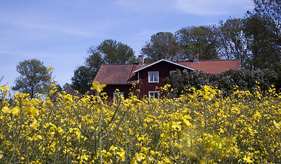 Image showing house behind rape seed flowers