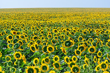 Image showing Sunflowers