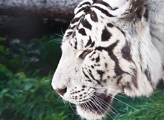 Image showing White Tiger