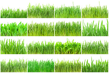 Image showing Green grass