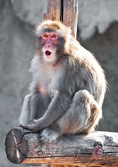 Image showing Japanese macaque