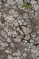 Image showing Dry land