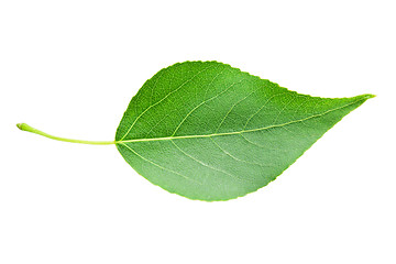 Image showing Green leaf