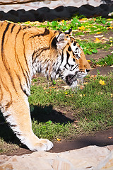 Image showing Tiger