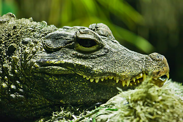 Image showing Crocodile