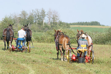 Image showing two teams of horses