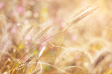 Image showing Autumn reed under sunset