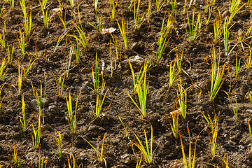 Image showing Young green plant in the field