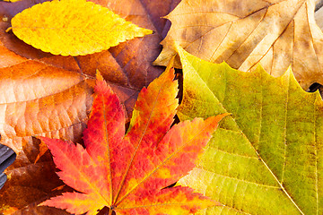 Image showing Autumn maple leaves