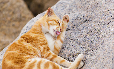 Image showing Street cat lying on the rock