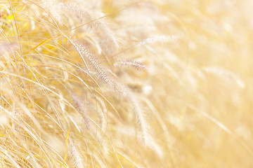 Image showing Wild grass under sunset