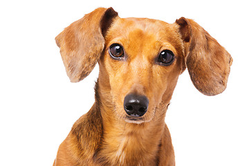 Image showing Dachshund dog portrait