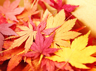 Image showing Autumn maple leaves in box