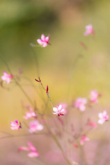 Image showing Small pink flower