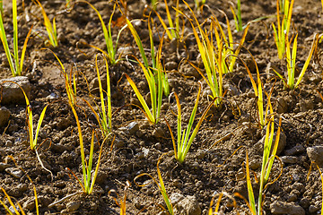 Image showing Green plant in the field