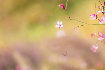 Image showing Small pink flower