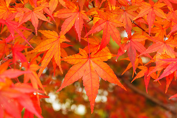 Image showing Red maple leaves