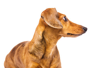 Image showing Dachshund dog looking back