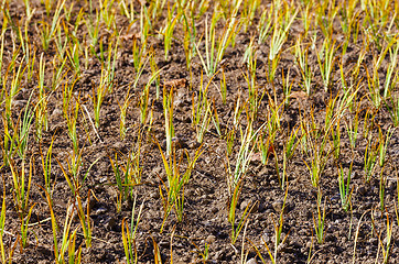 Image showing Green plant in the field