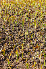 Image showing Young green plant in the field