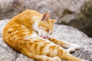 Image showing Street cat