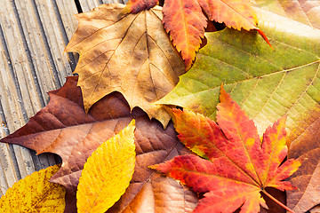 Image showing Autumn maple leave with wooden background