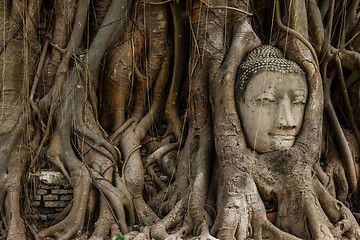 Image showing Buddha head statue and the banyan tree