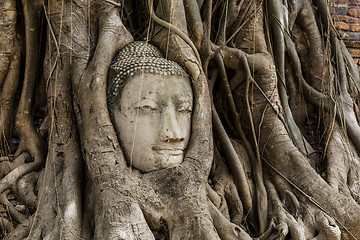 Image showing Buddha head statue in banyan tree at Ayutthaya