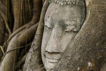 Image showing Buddha head statue in old tree