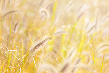 Image showing Reed and sunlight