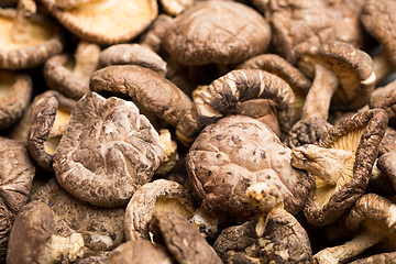 Image showing Dried mushroom