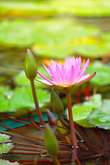 Image showing Waterlily in the pond