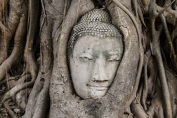 Image showing Buddha head in old tree at Ayutthaya