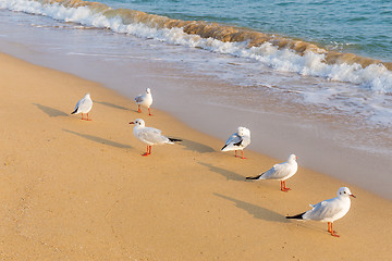 Image showing Seagull on the beach