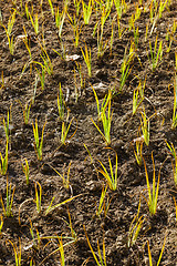 Image showing Young green plant in the field