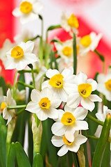 Image showing Narcissus flower