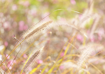 Image showing Wildness grass