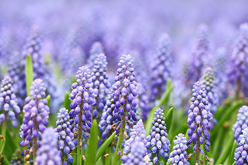 Image showing Purple muscari botryoides