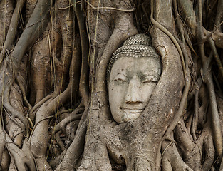 Image showing Buddha head in old tree