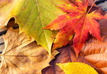 Image showing Autumn maple leave