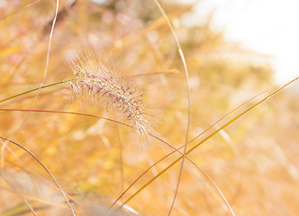 Image showing Autumn reed under sunset