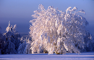 Image showing Winter landscape