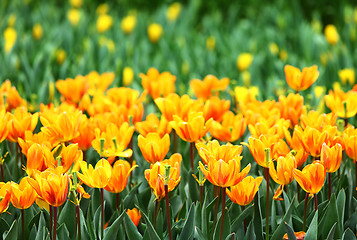 Image showing Orange tulips flower field