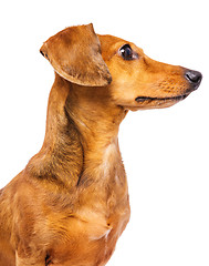 Image showing Dachshund dog looking at a side
