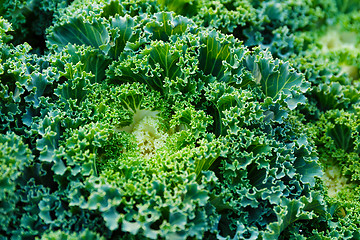 Image showing Fresh lettuce