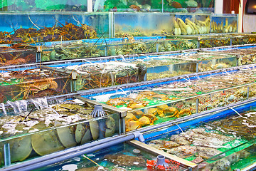 Image showing Seafood market fish tank in Hong Kong