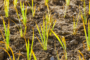 Image showing Young green plant in the field